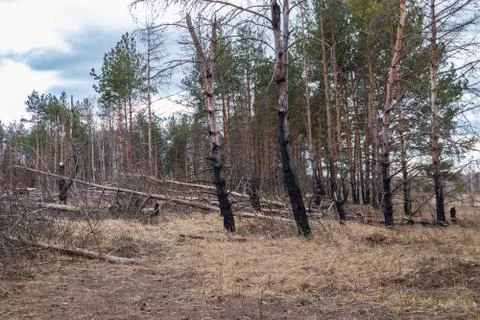 Pine forest after a fire, disaster, fire burned trees Stock Photos
