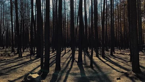 Pine Forest After The Fire Handheld Panorama. Scorched Earth Stock Footage 165190958