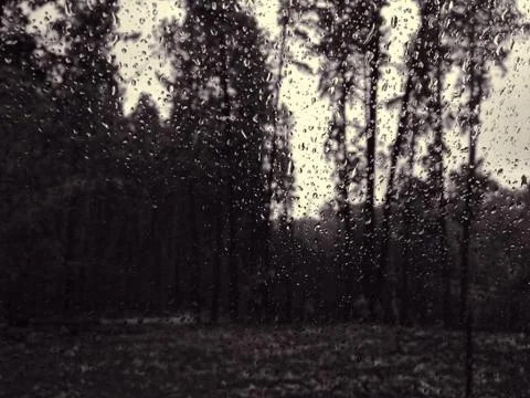 Pine forest after fire Stock Photos