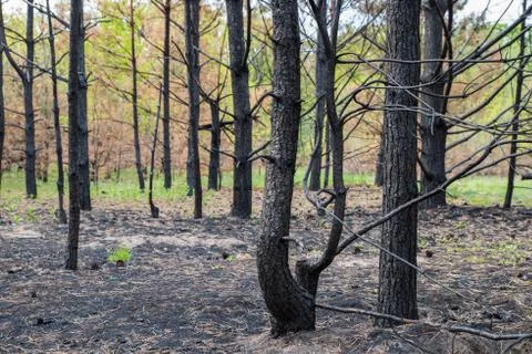 Pine forest after a fire. 写真素材