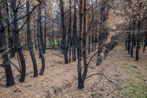 Pine forest after a fire. 写真素材