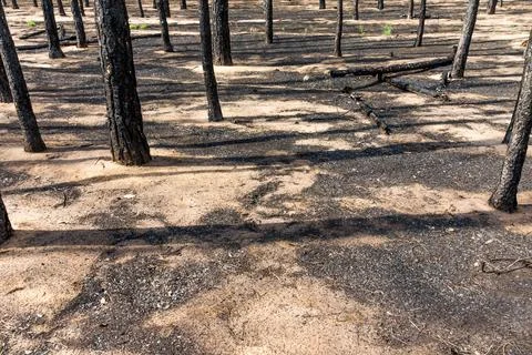 Pine forest after the fire Stock Photos