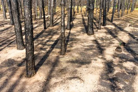 Pine forest after the fire Stock Photos