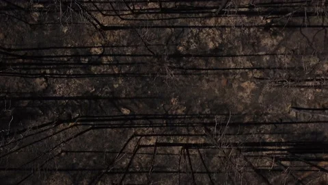 Pine Forest After The Fire Top View Stock Footage 165190989