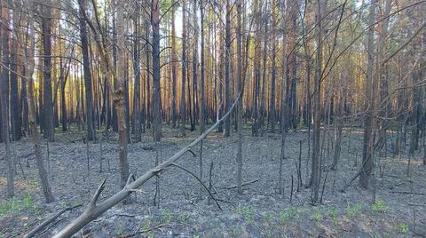 Pine forest after a grassroots fire Stock Photos