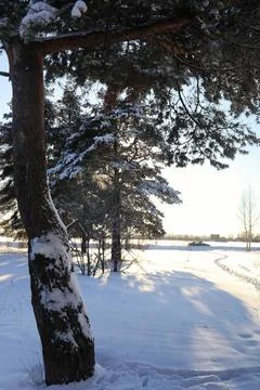 Pine forest after a heavy snow storm on sunny winter day Stock Photos