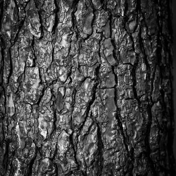 Pine forest after a large scale fire in France, Landscape of a burnt forest, New Foto stock
