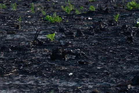 Pine forest after a large scale fire in France, Landscape of a burnt forest, New Stock-Fotos