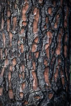 Pine forest after a large scale fire in France, Landscape of a burnt forest, New 스톡 사진