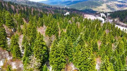 Pine Forest After Snowfall Stock Footage 313505400