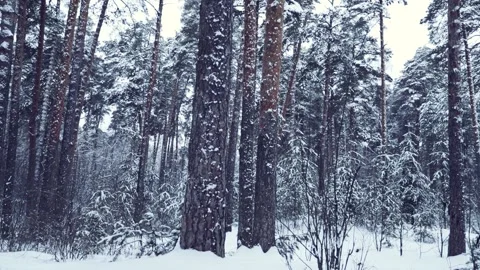 Pine forest after snowfall in winter. 動画素材 140096614