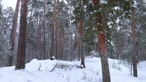Pine forest after snowfall in winter. Stock Footage 140096636