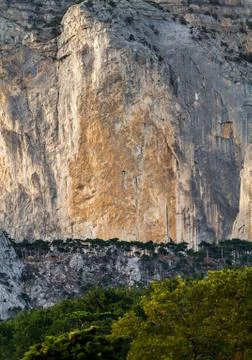 Pine forest against the backdrop of rocks Stockfoto's
