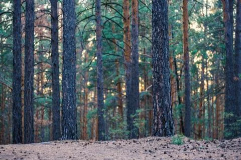 Pine forest against the setting sun Stock Photos