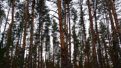 Pine forest against the winter sky Stock Footage 123306052