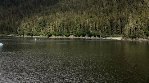 Pine Forest on Alaska Coast With Icebergs Floating by. Stock Footage 50744579