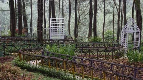 Pine forest with aligned trees 스톡 사진