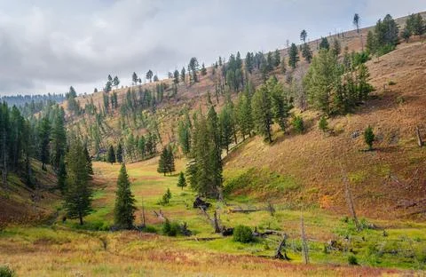 Pine forest along the Lost Lake Trail at Yellowstone National Park Stock Photos