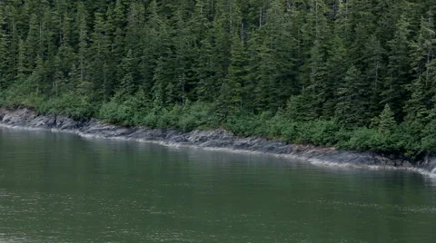 Pine Forest Along Ocean Rocky Coast, in Alaska. Stock Footage 50758829