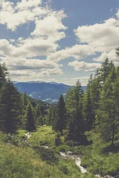 Pine forest in the Alps Stock Photos
