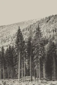 Pine forest in the Alps Stock Photos