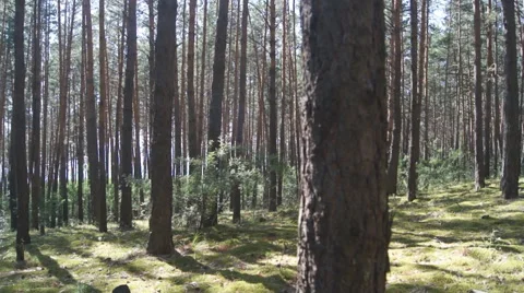 Pine Forest Anashensky bor 01 Stock Footage 53111779