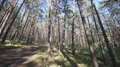 Pine Forest Anashensky bor 02 Stock Footage 53112616