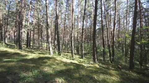 Pine Forest Anashensky bor 03 Stock Footage 53116371