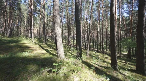 Pine Forest Anashensky bor 04 Stock Footage 53133145