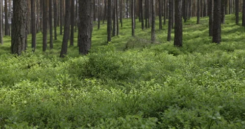 Pine forest and berry bushes, camera movement, 4K slomo Stock Footage 244333662