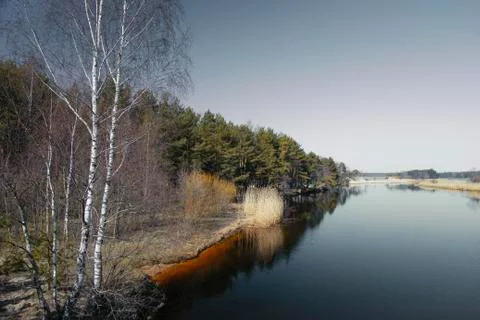 Pine forest and birch trees on the banks of a calm river Stock Photos
