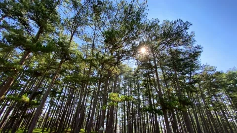 Pine forest and blue sky at the morning	 Stock Footage 144180601