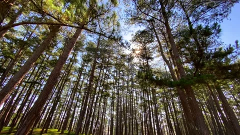  pine forest and blue sky at the morning	 Stock Footage 144180653