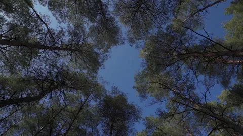 Pine forest and blue sky. look in the sky. the camera is spinning Stock Footage 172407235