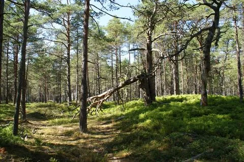 A pine forest and a broken pine tree by the Baltic Sea. Stock Photos