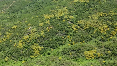 Pine forest and broom 스톡 동영상 245984595