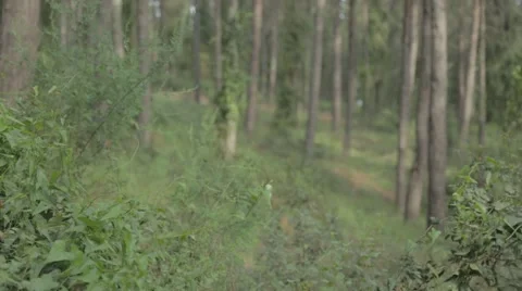 Pine forest and climber plants Stock-Footage 43864021