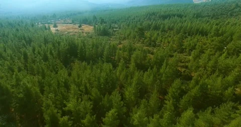 Pine Forest and Deforested Area Drone View Stock Footage 146123537