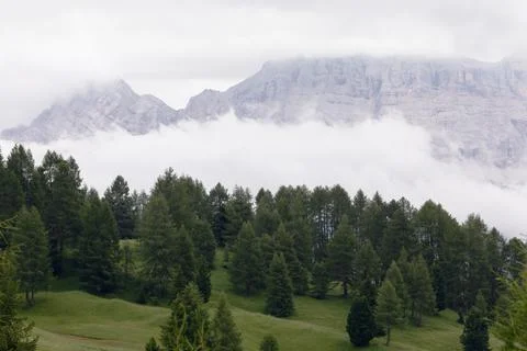 Pine forest and Dolomites covered in dense fog Stock Photos
