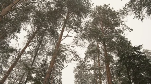 Pine forest and falling snow Stock Footage 124046276