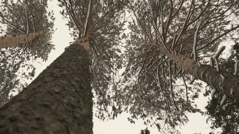 Pine forest and falling snow Stock Footage 124046387