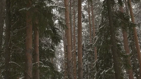 Pine forest and falling snow Stock Footage 124046458