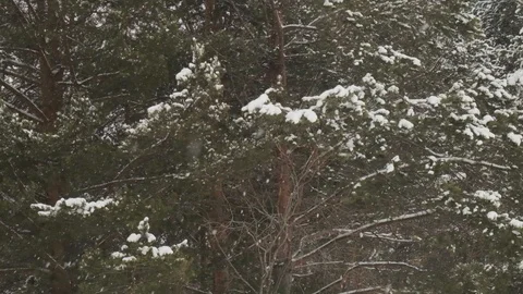 Pine forest and falling snow Stock Footage 124046532
