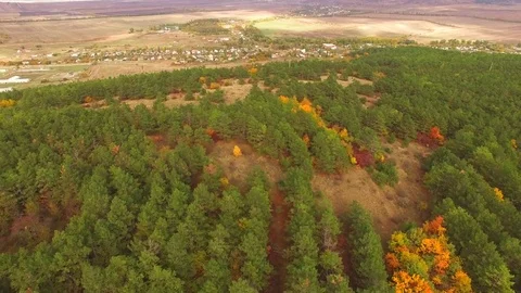 Pine forest and fields from the height of the bird's flight Stock-Footage 79966796