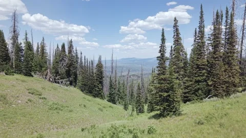 Pine Forest and Green Mountain Valley in Uinta Mountains Utah Stock Footage 339494891