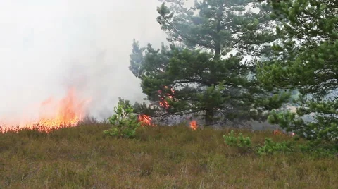 Pine forest and heath in forest fire. Stock Footage 59183370