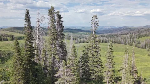 Pine Forest and High Elevation Meadows in Uinta Mountains Utah Push Stock Footage 338355973