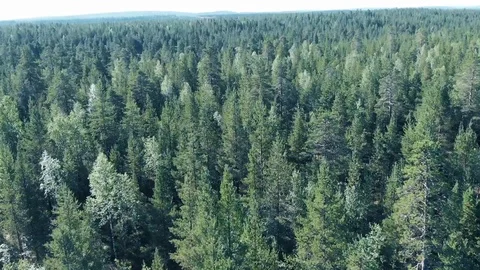 A pine forest and a lake Stock Footage 114418082