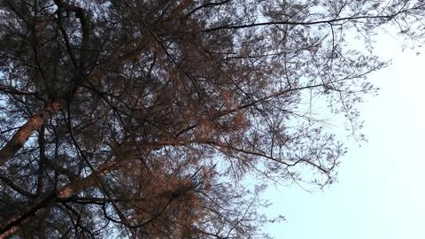 Pine forest and looking up to tree Stock Photos