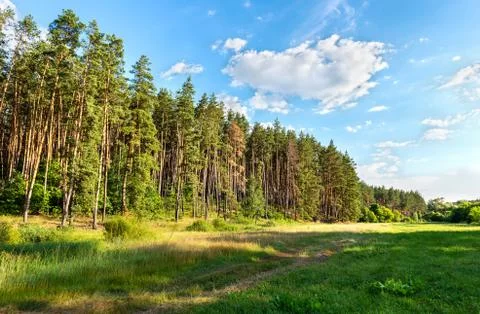 Pine forest and meadow Stock Photos
